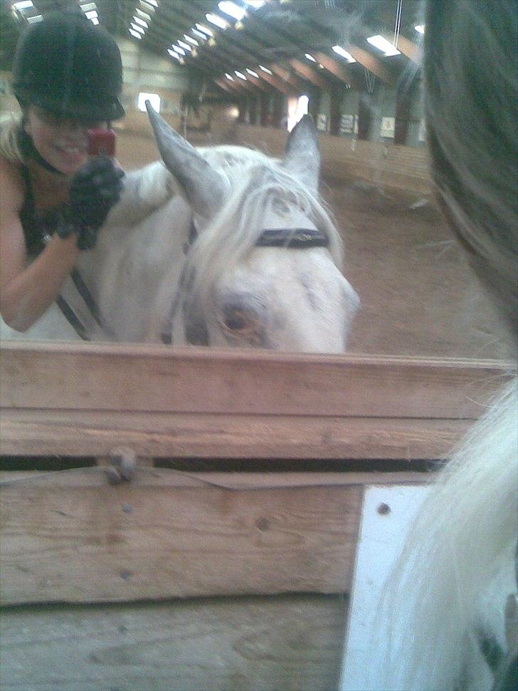 Knabstrupper Zenya Chanel SOLGT billede 20