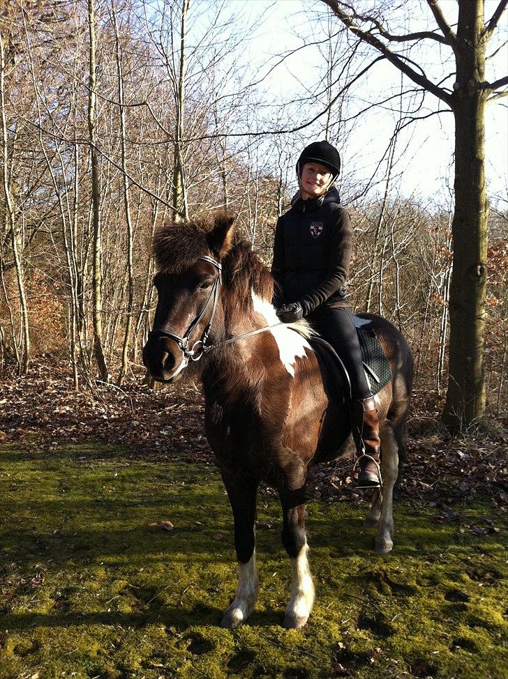 Islænder Bletta fra Arbakki - ...og så en dejlig forårsskovtur... billede 3