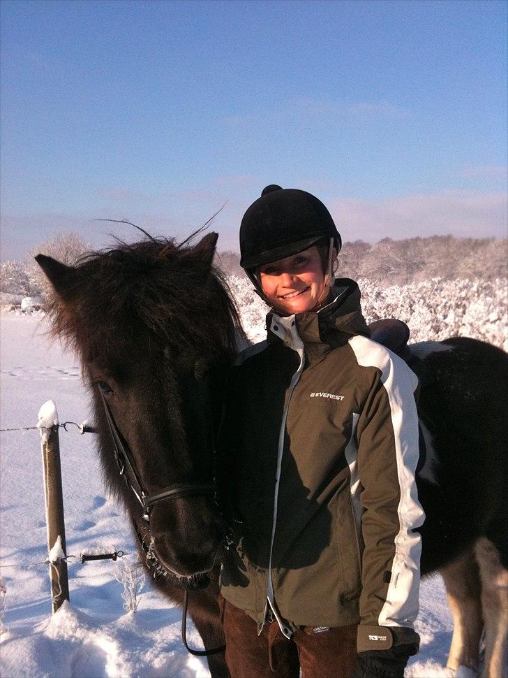 Islænder Bletta fra Arbakki - ...og endnu et billede af vinterhesten... billede 5