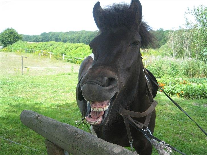 Islænder Bletta fra Arbakki - Tjaa, man kan jo blive en smule træt af al den lærdom... billede 7