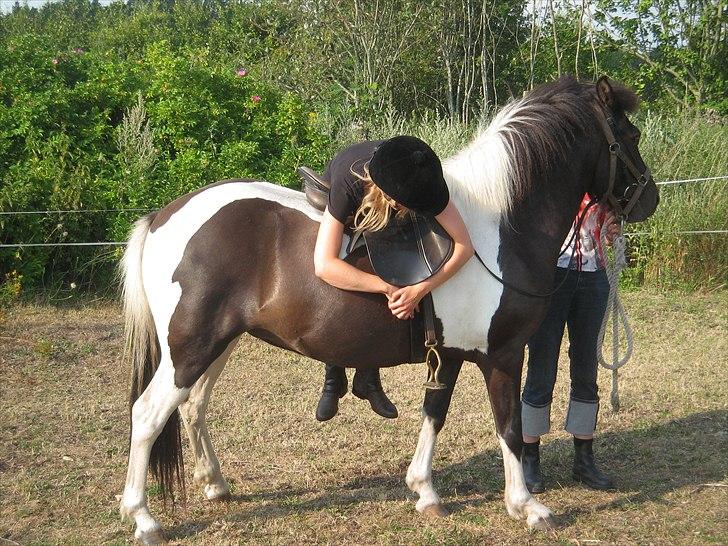 Islænder Bletta fra Arbakki - Første test af, om Bletta vil have rytter på ryggen... billede 9