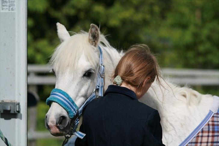 Welsh Pony (sec B) beauty - beauty i ringsted til stævne billede 12