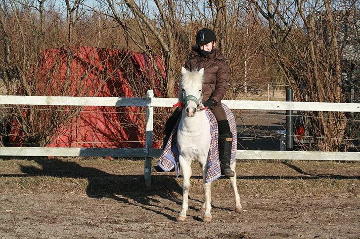 Welsh Pony (sec B) beauty - rider unden sadel og transe på beauty billede 13
