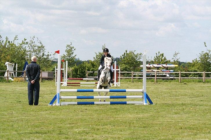 Welsh Pony (sec B) beauty - beauty i vores første lc billede 4