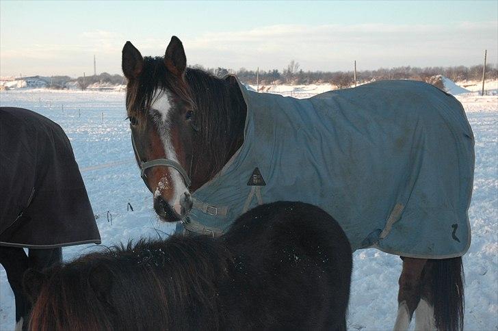 Pinto korel - Korell i sneen (-; billede 12