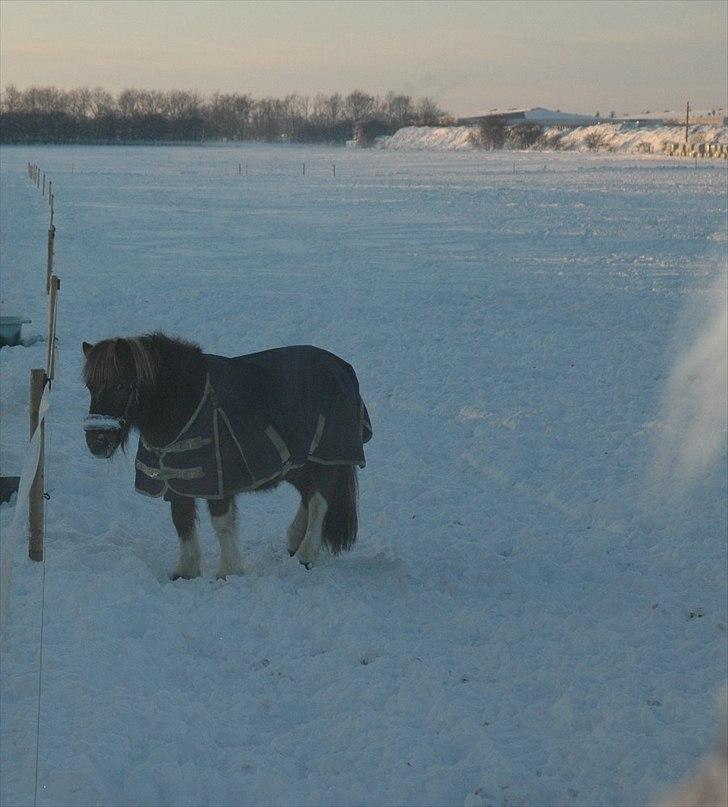 Shetlænder Lilo - Lilo i sneen.(-; billede 9