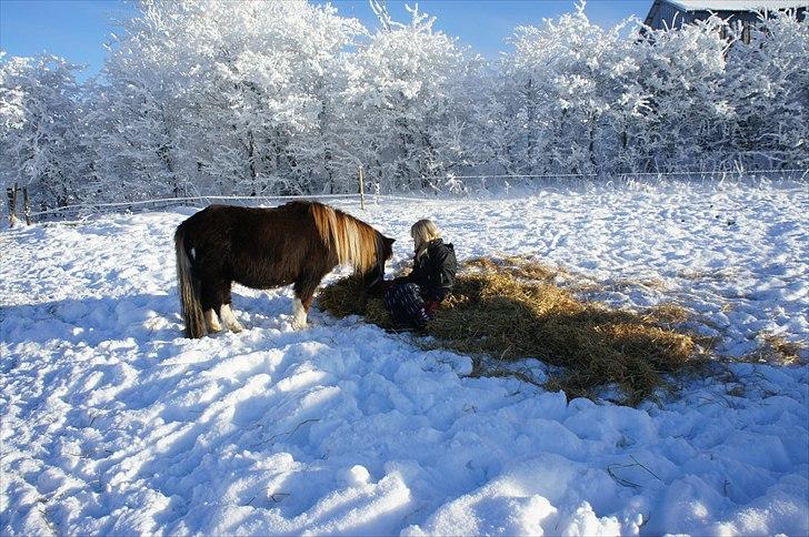 Shetlænder Lilo - Lilo og Emma i sneen.(-; billede 8