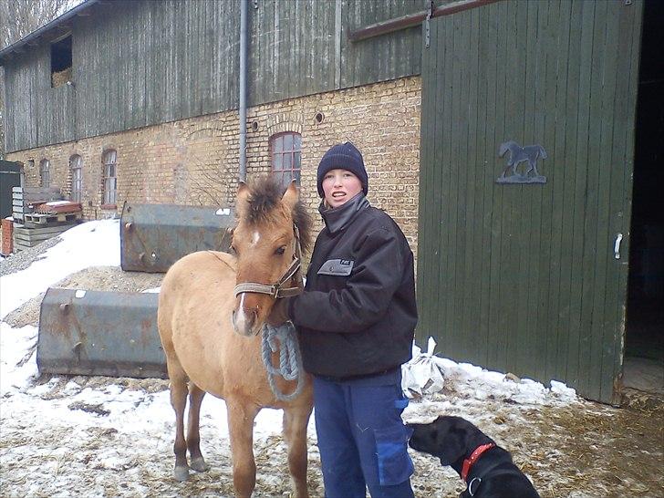 Anden særlig race Picasso billede 1