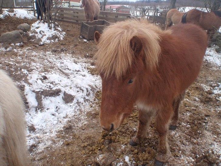 Islænder Hind fra Østrup - Vinterbamse:D Foto: Sarah:D(Vinter 2011)  billede 13