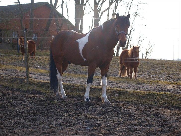 Anden særlig race Sønderhedens Santos - På fold med pigerne, den nye sted 2011, taget af Ramona billede 8