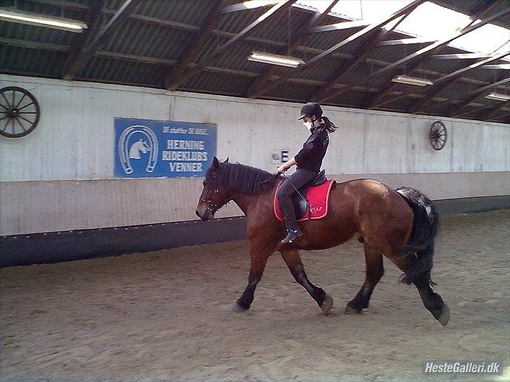 Belgier stenholmgårds Jeppe  charmetrolden <3 - holdkæft jeg sidder godt :) billede 7