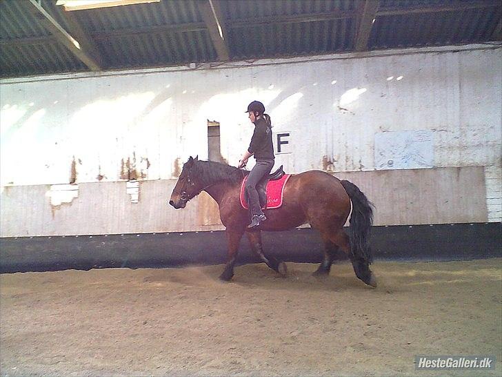 Belgier stenholmgårds Jeppe  charmetrolden <3 - jeg elsker dig jeppe!  billede 8