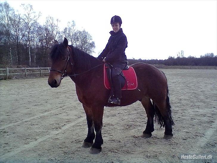 Belgier stenholmgårds Jeppe  charmetrolden <3 - her står vi:) vi er ude på springbanen :) billede 9