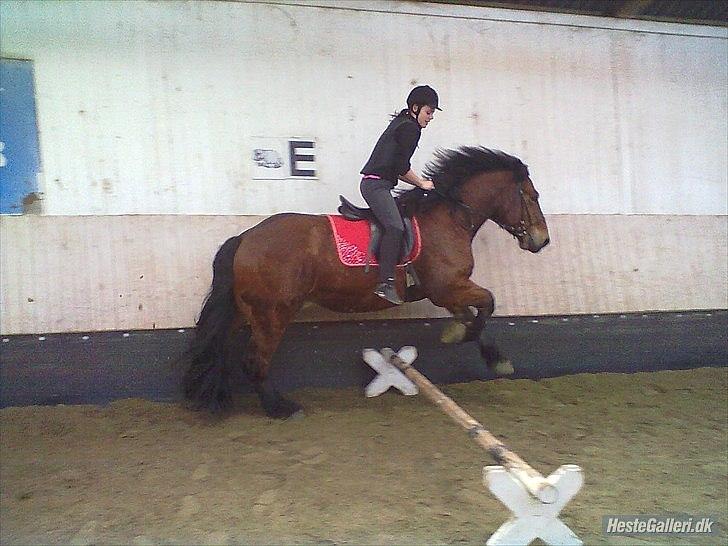 Belgier stenholmgårds Jeppe  charmetrolden <3 - SPRING:D billede 10