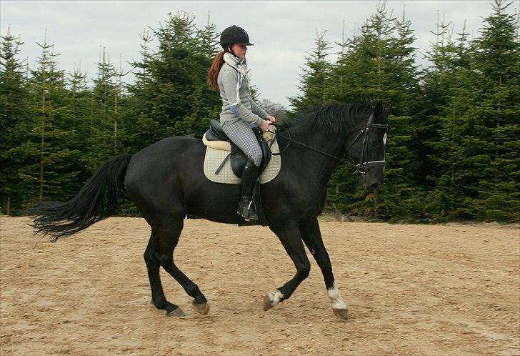 Oldenborg Kirsebærgårdens Mikado - Galop. 17. april 2011 billede 11