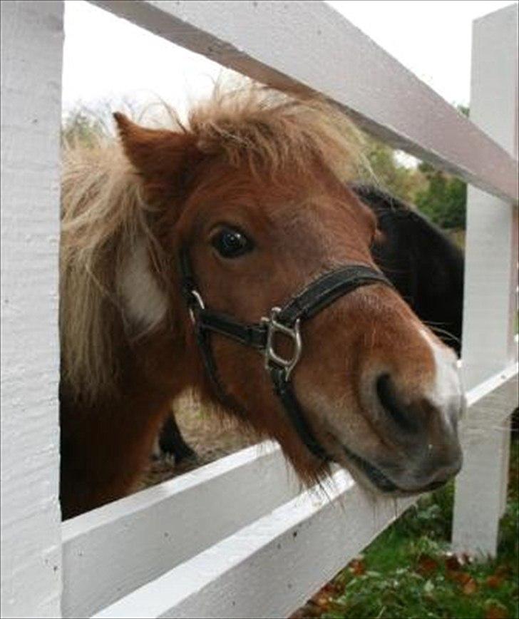 Shetlænder Cilje ¤Part¤ - Velkommen til Ciljes profil læg gerne en bedømmelse og skriv en komentar! :D billede 1