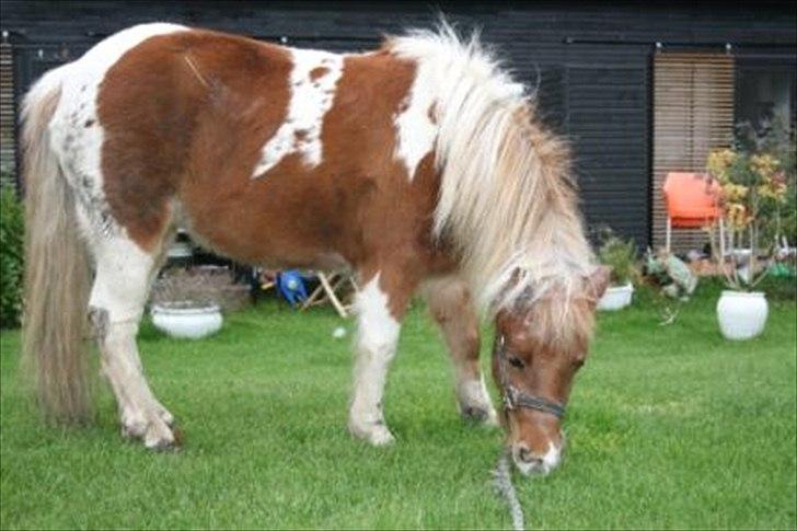 Shetlænder Cilje ¤Part¤ - Cilje <3 billede 2