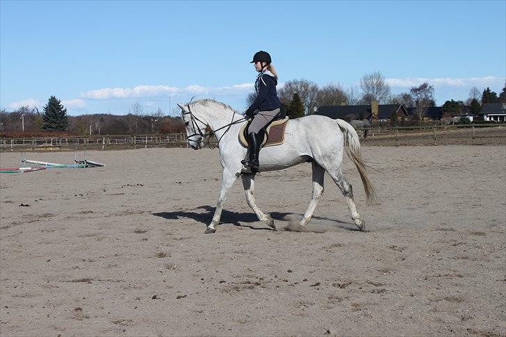 Anden særlig race Sonny Boy billede 2
