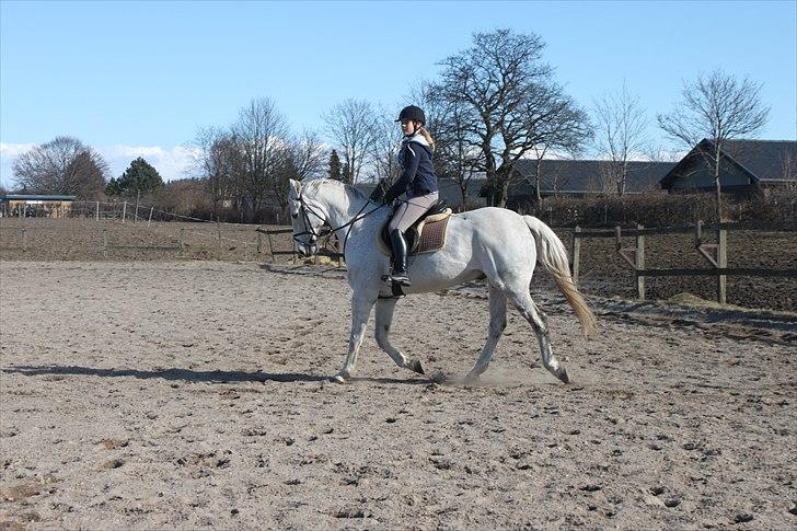 Anden særlig race Sonny Boy billede 3