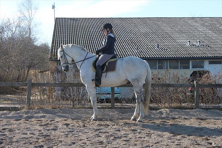 Anden særlig race Sonny Boy billede 4