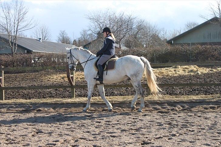 Anden særlig race Sonny Boy billede 5