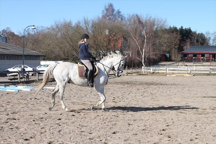 Anden særlig race Sonny Boy billede 6