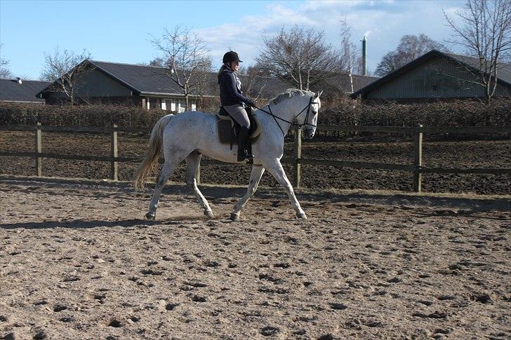 Anden særlig race Sonny Boy billede 7