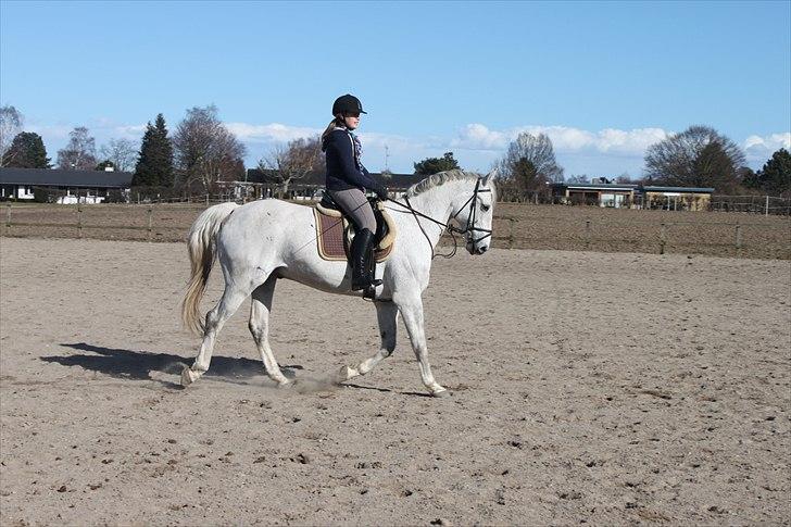 Anden særlig race Sonny Boy billede 8