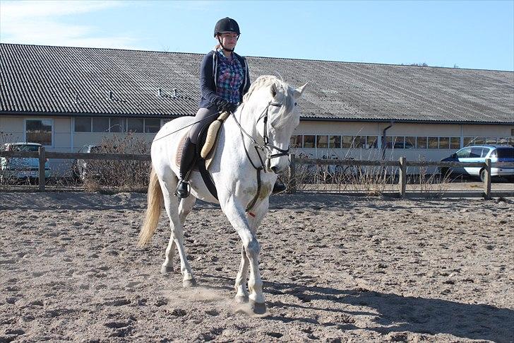 Anden særlig race Sonny Boy billede 9