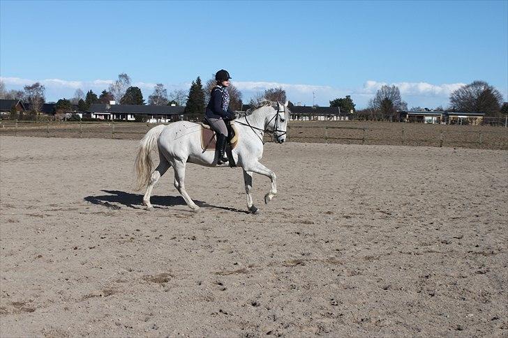 Anden særlig race Sonny Boy billede 10