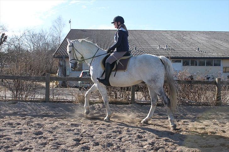 Anden særlig race Sonny Boy billede 11