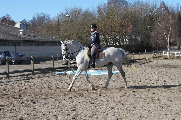 Anden særlig race Sonny Boy billede 12