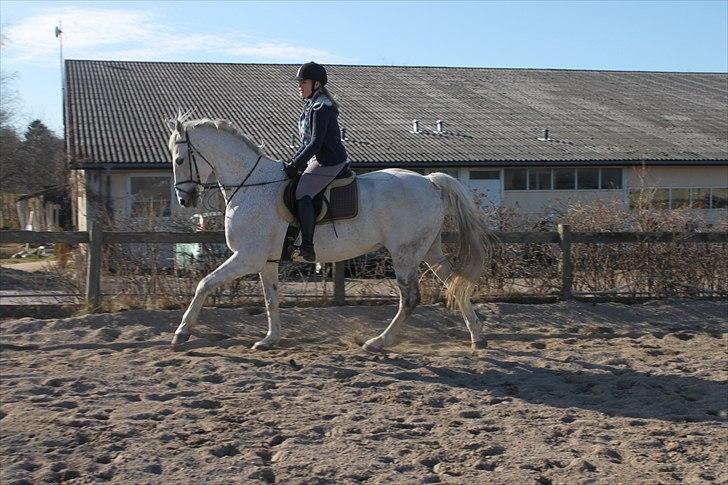 Anden særlig race Sonny Boy billede 13