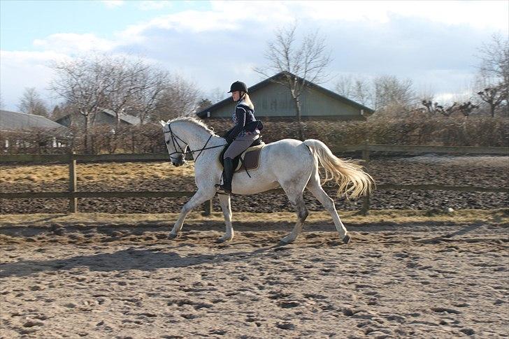 Anden særlig race Sonny Boy billede 14