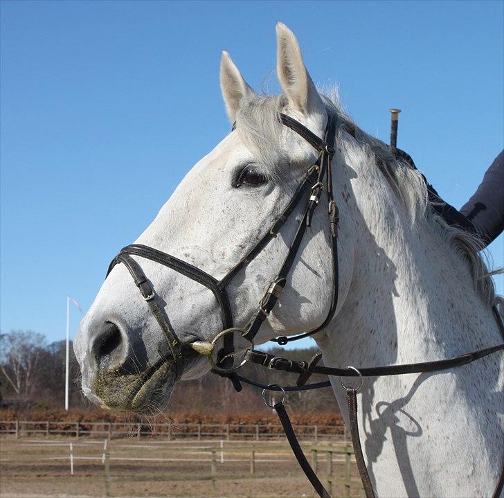 Anden særlig race Sonny Boy billede 15