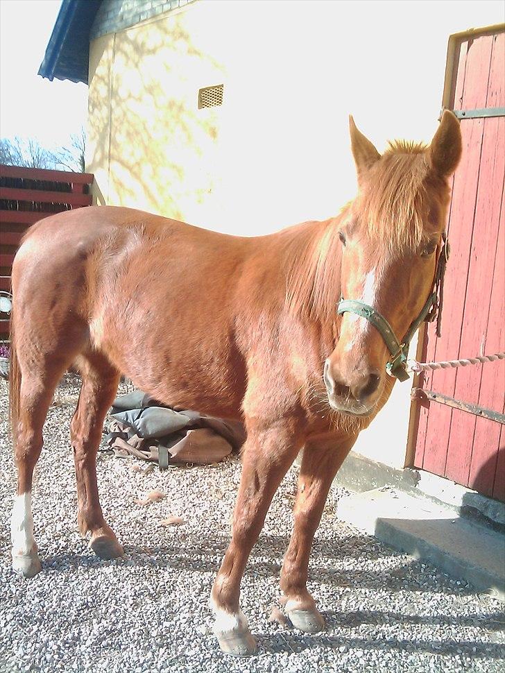 Traver Goldie bøgedal R.I.P billede 9