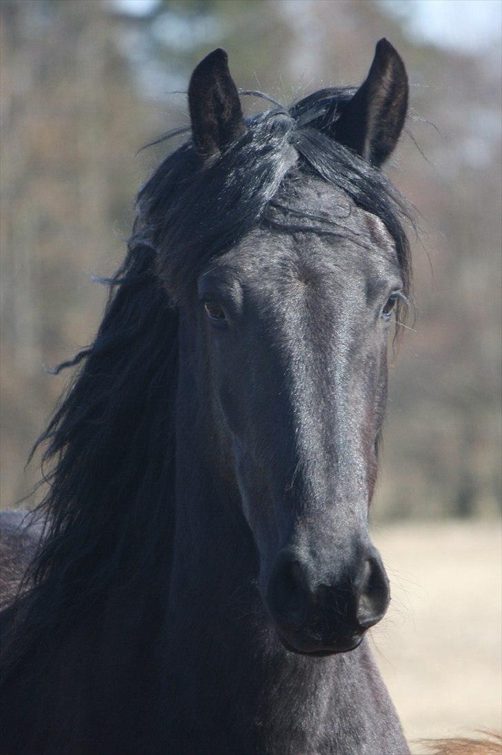 Barockpinto First Knight  billede 17