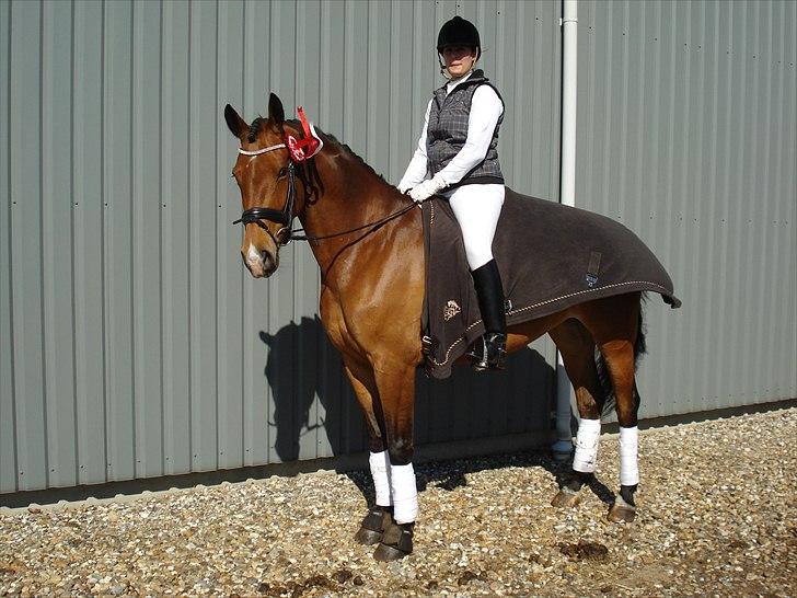 Dansk Varmblod Bakkegaardens Anemone billede 8