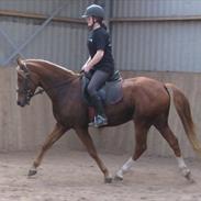 DSP Lintrupgaards Picasso