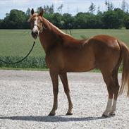 DSP Lintrupgaards Picasso