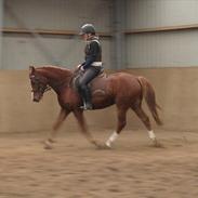 DSP Lintrupgaards Picasso