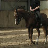 DSP Lintrupgaards Picasso