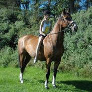 Dansk Varmblod Arthos