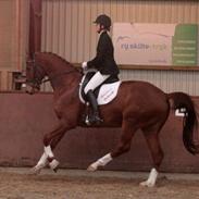 Dansk Varmblod Aakerblads Cobra