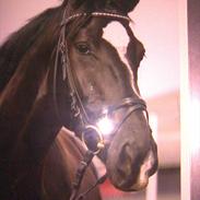 Anden særlig race Malukas R.I.P