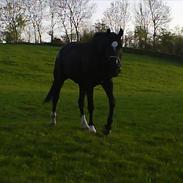 Anden særlig race Malukas R.I.P