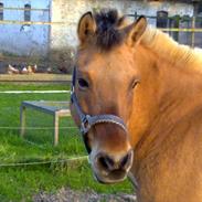 Anden særlig race beauty