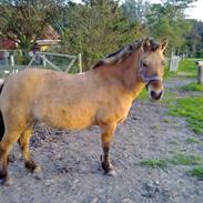 Anden særlig race beauty