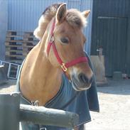 Anden særlig race beauty