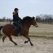 Anden særlig race Kashmir